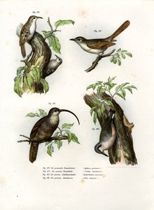 Treecreeper, 1864 av German School
